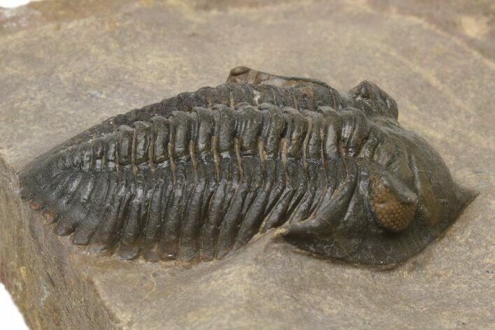 Pseudocryphaeus (Cryphina) Trilobite - Orange Eyes #230470